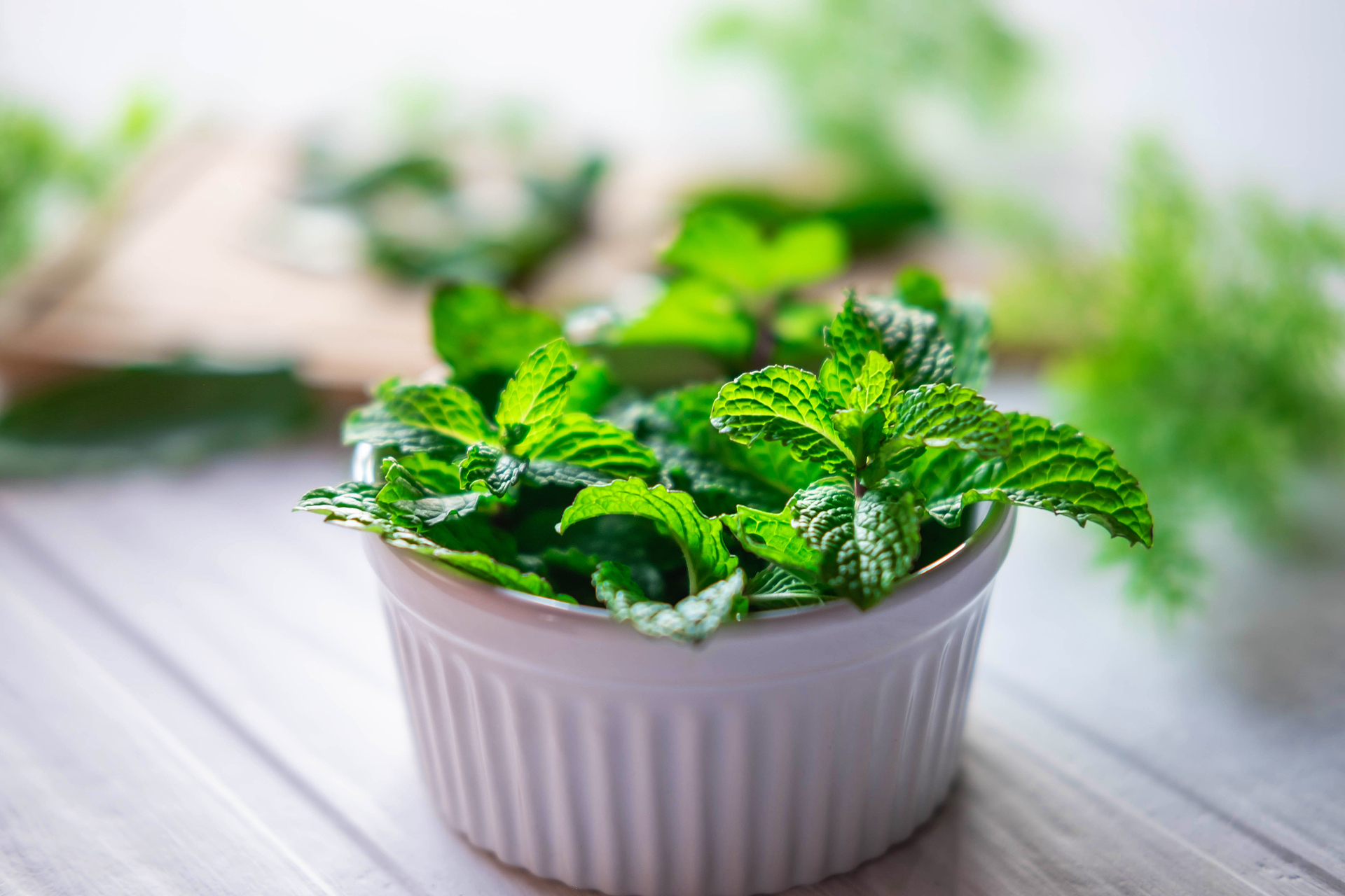 Fresh mint herbs in a white bowl